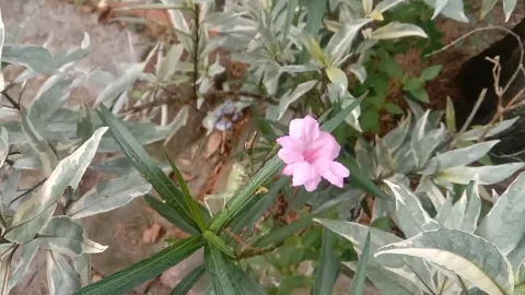 Wild flower scene Stock Footage 237907802