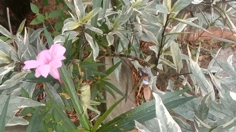 Wild flower scene Stock Footage 237907811