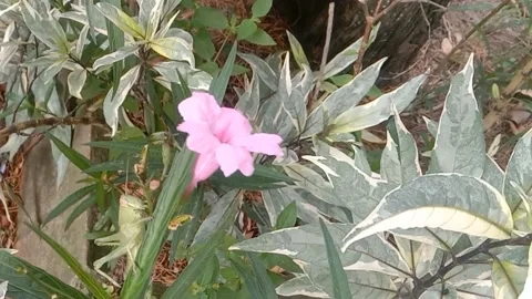 Wild flower scene Stock Footage 237907817