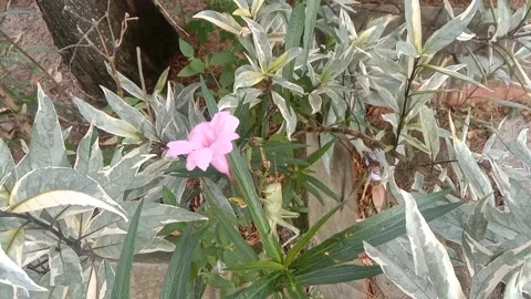 Wild flower scene Stock Footage 237907822