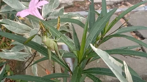 Wild flower scene Stock Footage 237907854