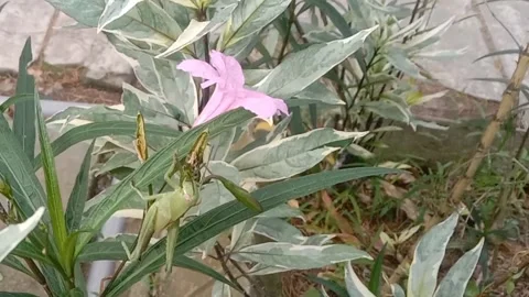 Wild flower scene Stock Footage 237907857