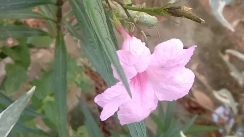 Wild flower scene Stock Footage 237907929