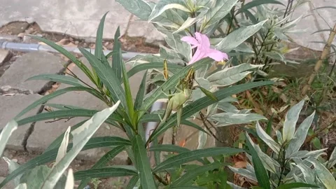 Wild flower scene Stock Footage 237907930