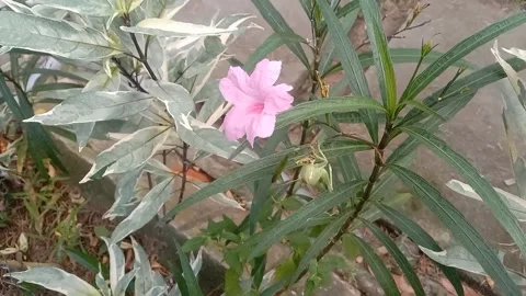 Wild flower scene Stock Footage 237907990