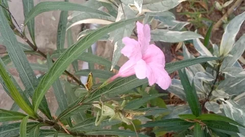 Wild flower scene Stock Footage 237907999