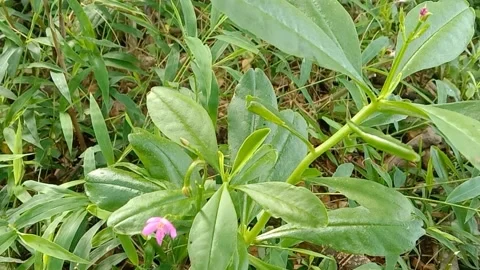 Wild flower scenery Stock Footage 238056957