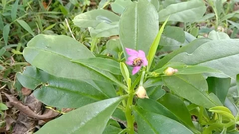 Wild flower scenery Stock Footage 238057012