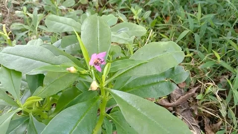 Wild flower scenery Stock Footage 238057029