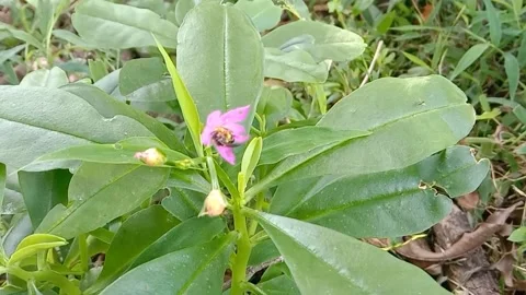 Wild flower scenery Stock Footage 238057045