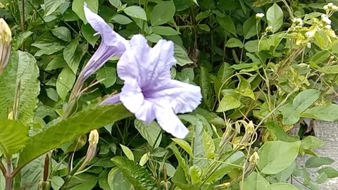 Wild flower scenery Stock Footage 241007325