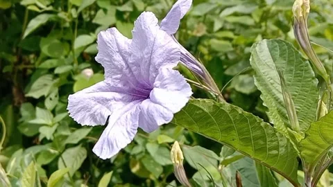 Wild flower scenery Stock Footage 241007328