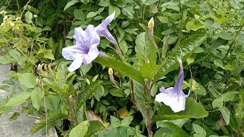 Wild flower scenery Video stock 241007427