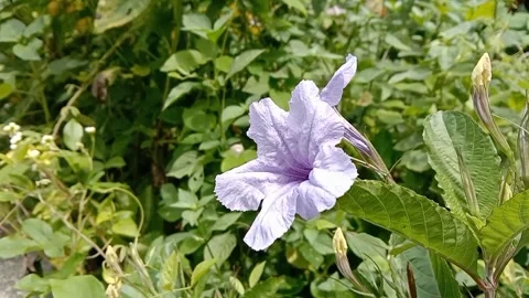 Wild flower scenery Stock Footage 241007536