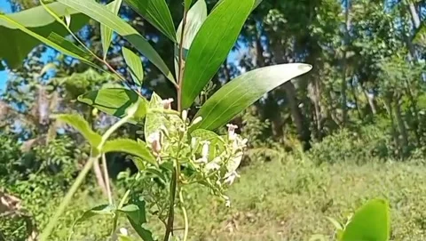 A wild flower with simple charm. Stock Footage 335874893
