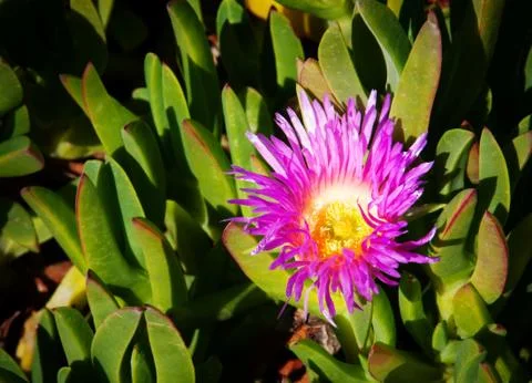 Wild flower in Spring Stock Photos