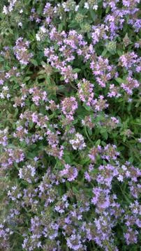 Wild flower in spring Stock Photos