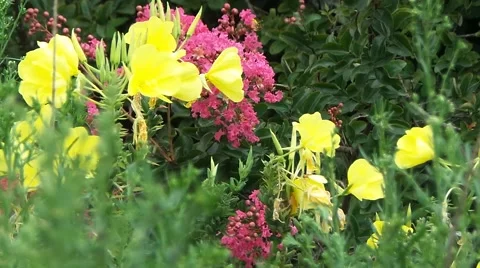 Wild flower in summer Stock Footage 50878193