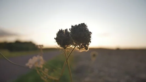 Wild flower with sunset in the background Stock Footage 98678923