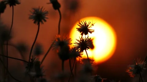 Wild flower at sunset. Stock Footage 61210728