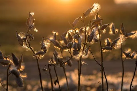 Wild flower in sunset Stock Photos