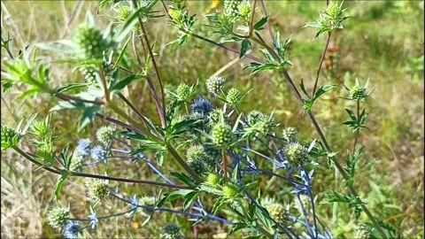 Wild flower sways in the wind Stock Footage 248026356