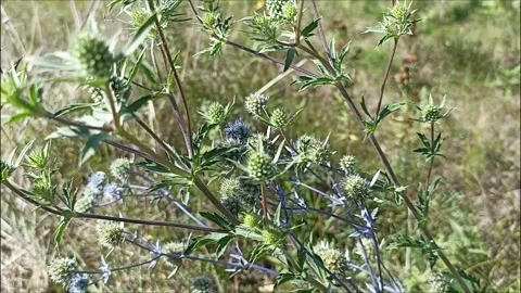 Wild flower sways in the wind Stock Footage 248026371