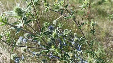 Wild flower sways in the wind Stock Footage 248026387