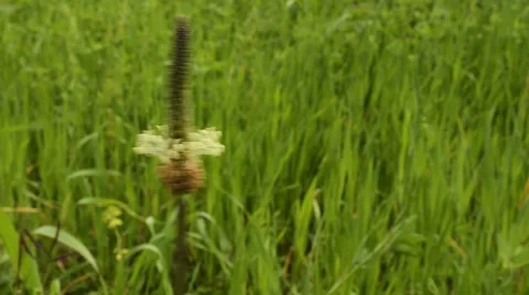 Wild flower swinging in the wind Stock Footage 59743809