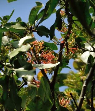 Wild  flower on tree Stock Photos