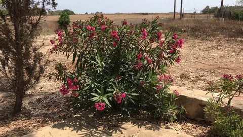 Wild Flower Tree with Rural background Stock Footage 91570484
