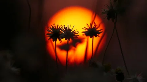 Wild flower under background of sunset. Stock Footage 64236679