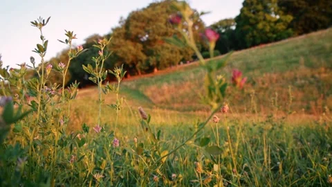 Wild Flower under the Dawning Sunlight 002 Stock-Footage 200299772