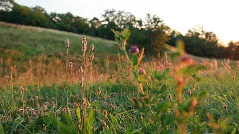 Wild Flower under the Dawning Sunlight Stock Footage 200299894