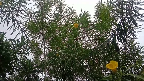 Wild flower view Video stock 245253818