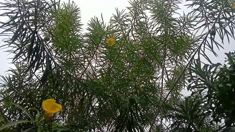 Wild flower view Stock Footage 245253862