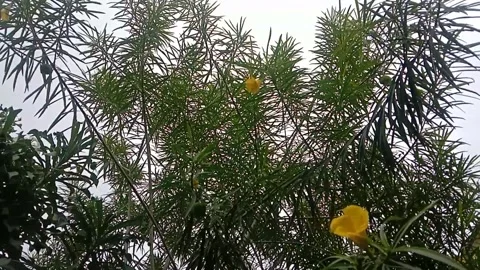 Wild flower view Stock Footage 245253901