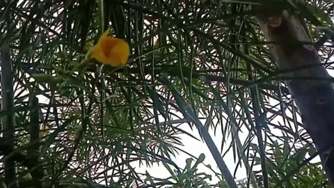 Wild flower view Stock Footage 245253917