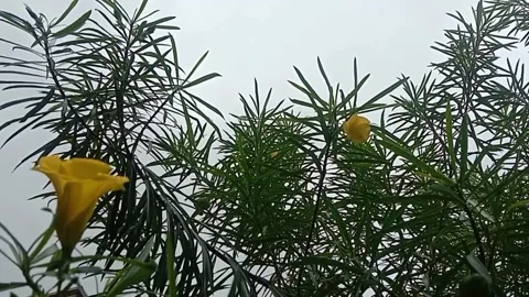 Wild flower view Stock Footage 245254026