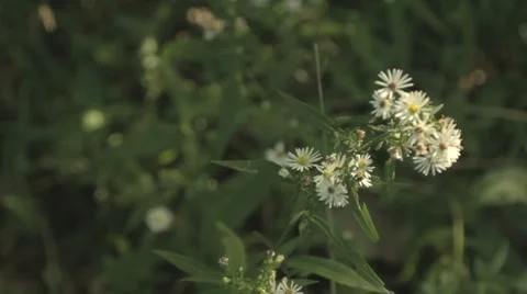 Wild Flower In The Wind 1 Stock-Footage 8835128