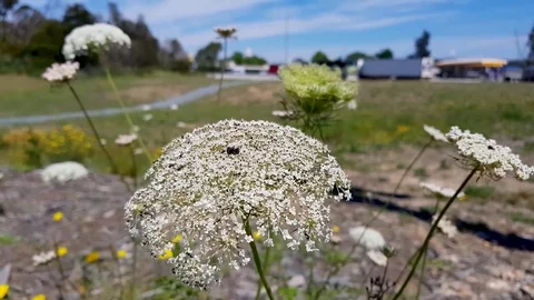 Wild Flower in the wind 库存影片 83183535