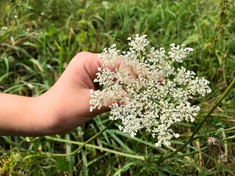 A wild flower in a woman's hand. Stock Photos
