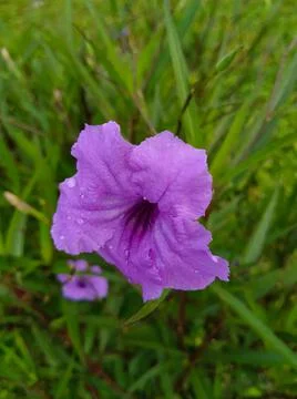 Wild flower12 Stock Photos