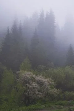 Wild flowering tree Apple tree in the foggy spring mountains against the ba.. Stock Photos
