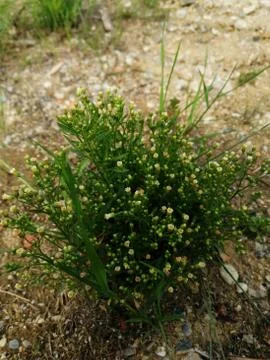 Wild  flowerly Stock Photos