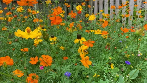 Wild Flowers 01 스톡 동영상 159010563