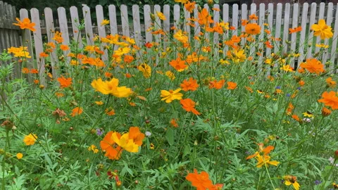 Wild Flowers 02 스톡 동영상 159010594