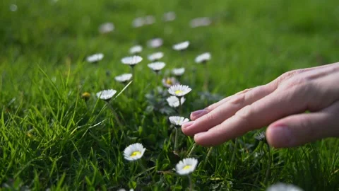 Wild flowers 1 Stock Footage 268756232