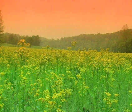 Wild Flowers 2 Video stock 489495