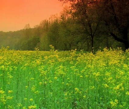 Wild Flowers 3 Video stock 489523